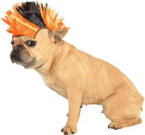 Perros dog wearing mohawk wig