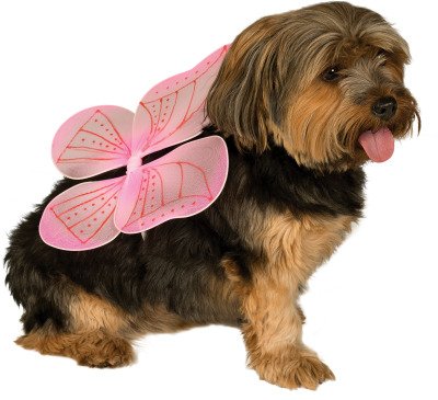 Soilky terriers wearing a Pink Fairy Wings