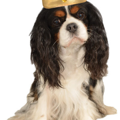 Cavalier King Charles Spaniel with crown
