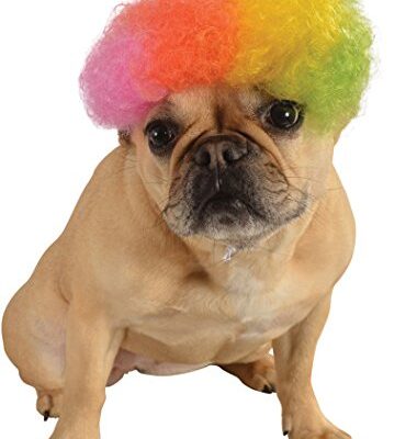 A Perros dog wearing a Rainbow Afro wig