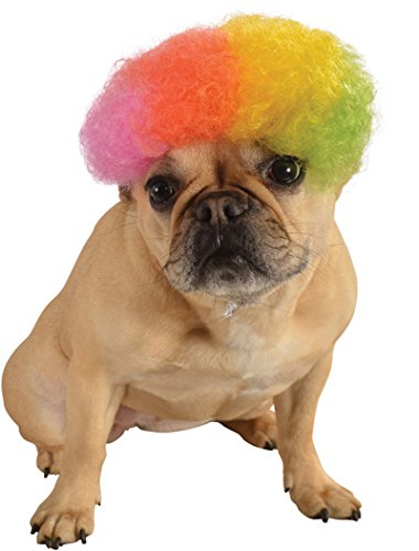 A Perros dog wearing a Rainbow Afro wig