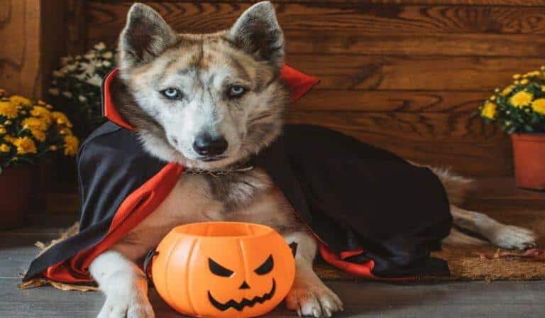 Have Fun With Your Dog On Halloween This Year!