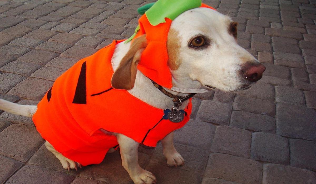Tips To Have Fun With Your Dogs On Halloween